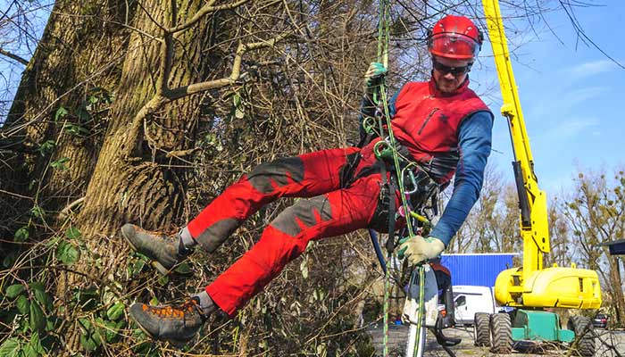 Mitarbeiter beim Baumdienst